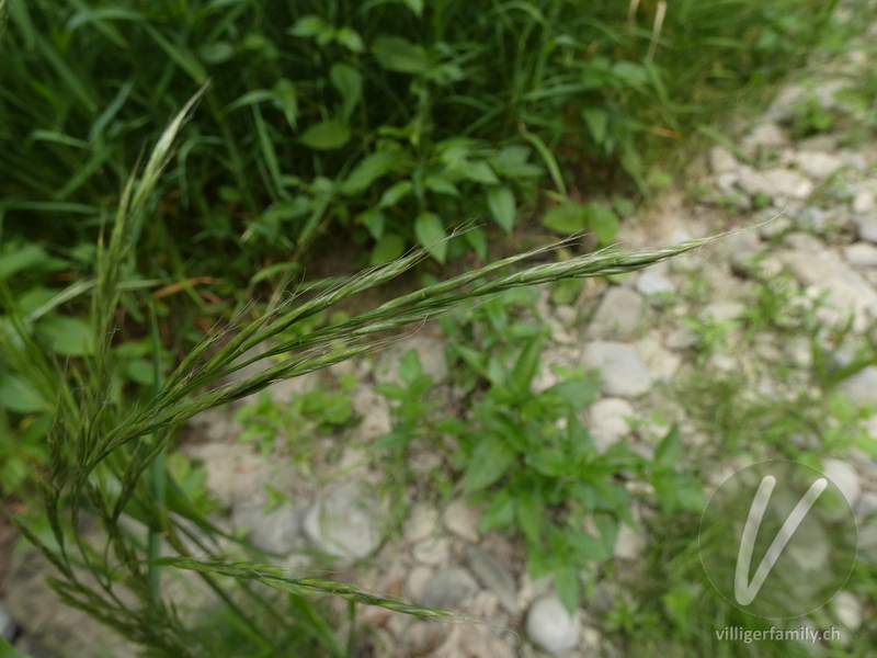 Wald-Zwenke: Blüten