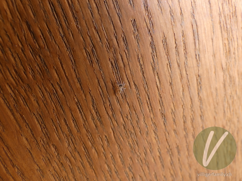 Springspinne (Neon levis): 