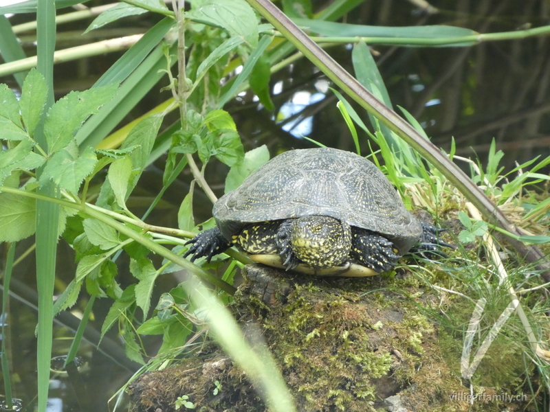 Europäische Sumpfschildkröte: 