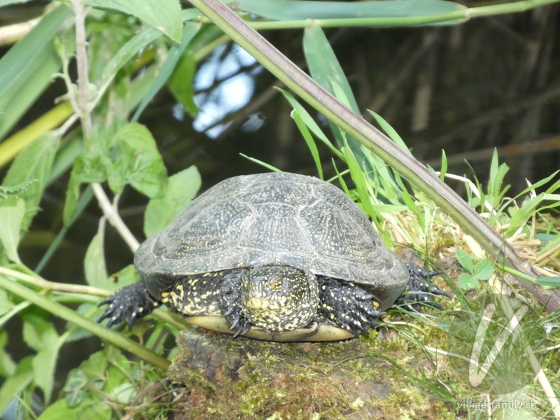 Europäische Sumpfschildkröte: 
