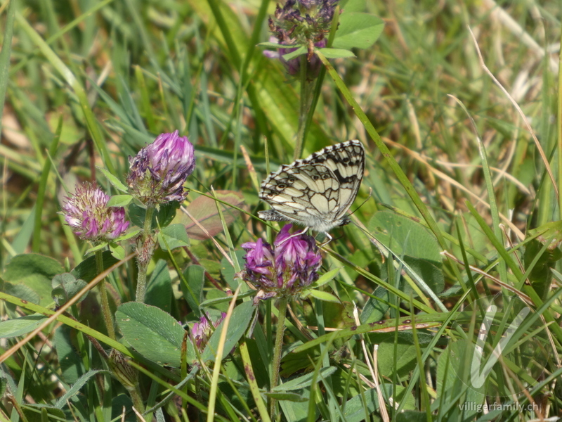 Schachbrettfalter: 