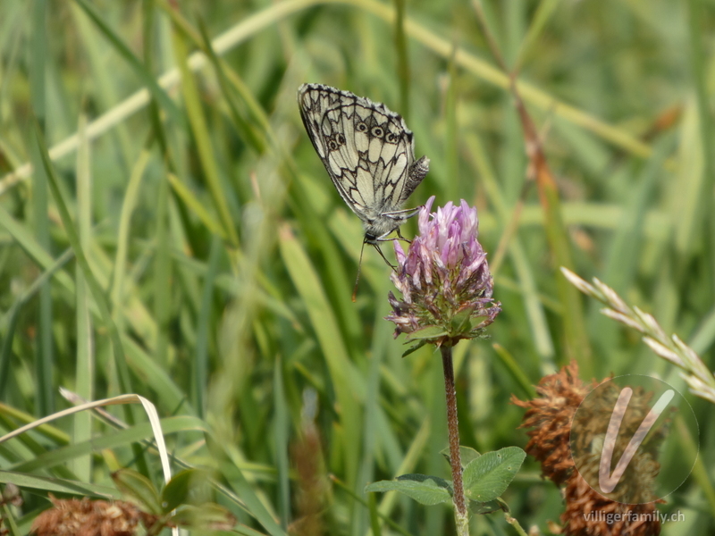 Schachbrettfalter: 