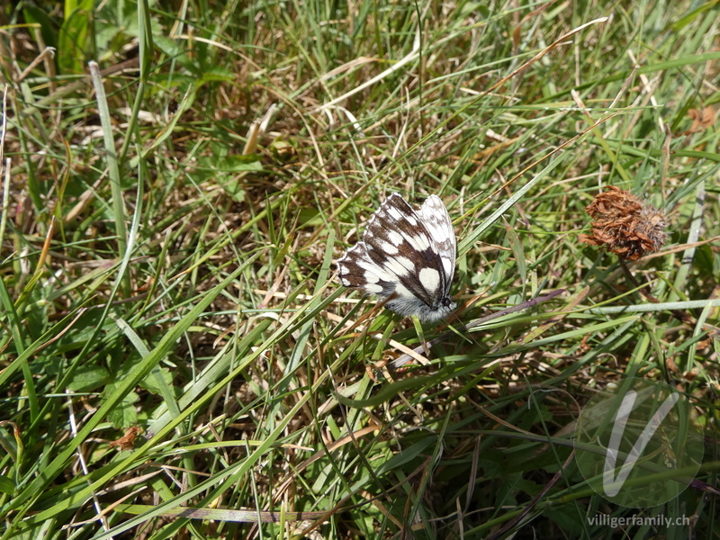 Schachbrettfalter: 