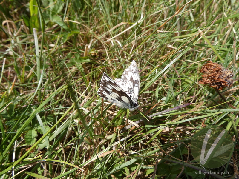 Schachbrettfalter: 