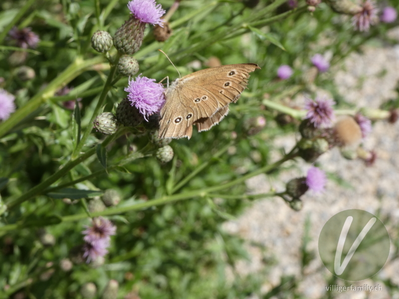 Brauner Waldvogel: 