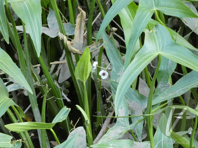 Echtes Pfeilkraut: Blüten