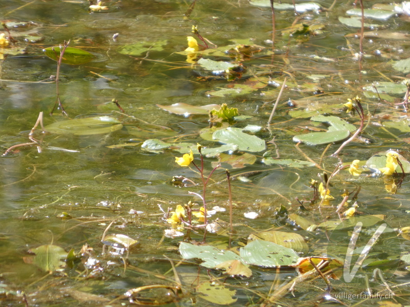 Südlicher Wasserschlauch: Blüten