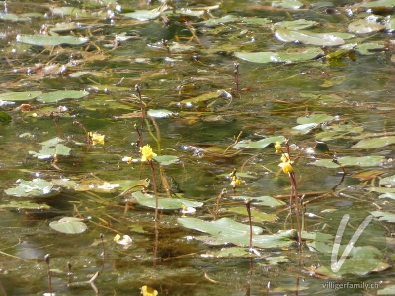 Südlicher Wasserschlauch: Blüten