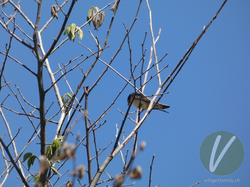 Rauchschwalbe: 