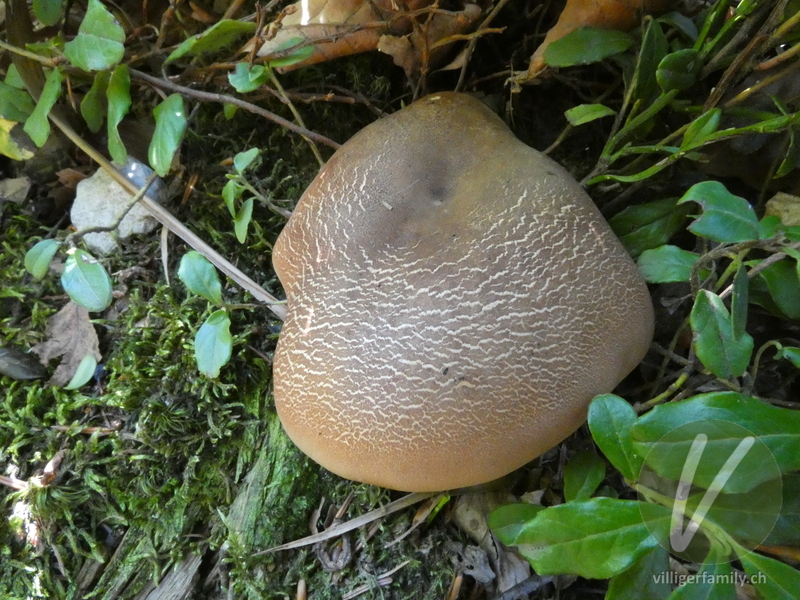 Samtfuss-Holzkrempling: 