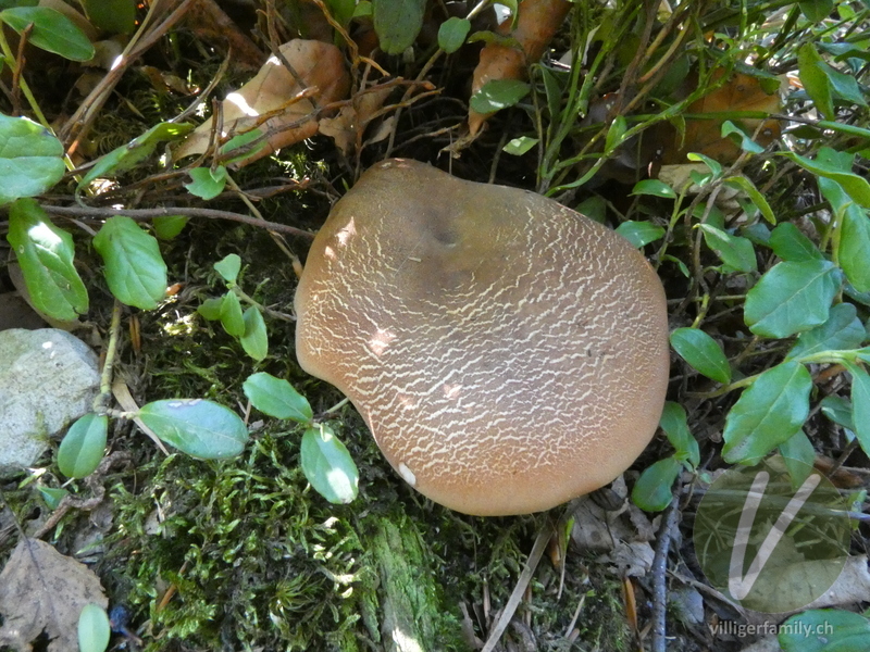 Samtfuss-Holzkrempling: 
