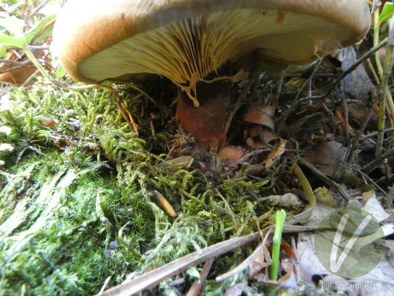 Samtfuss-Holzkrempling: 