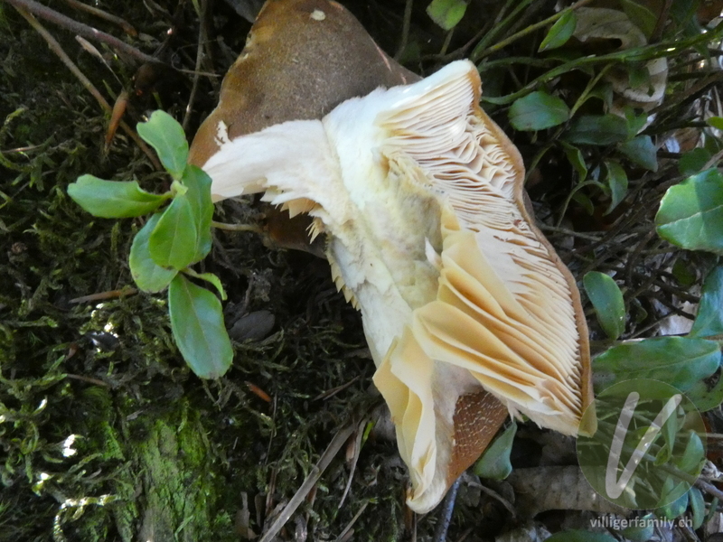 Samtfuss-Holzkrempling: 