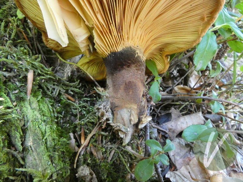 Samtfuss-Holzkrempling: 