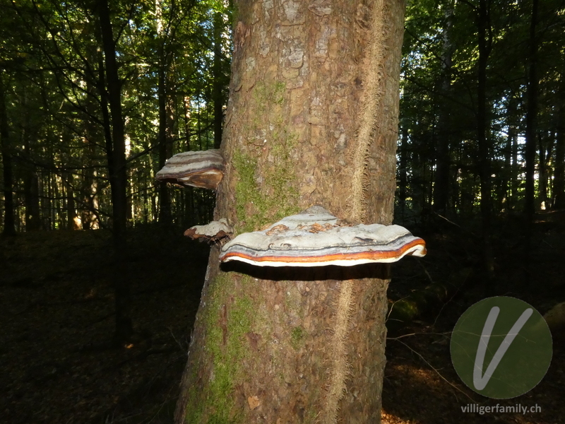 Rotrandiger Baumschwamm: 