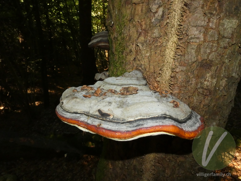 Rotrandiger Baumschwamm: 