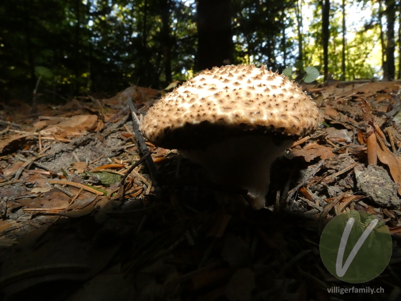 Spitzschuppiger Stachel-Schirmling: 