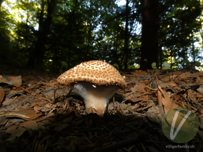 Spitzschuppiger Stachel-Schirmling: 